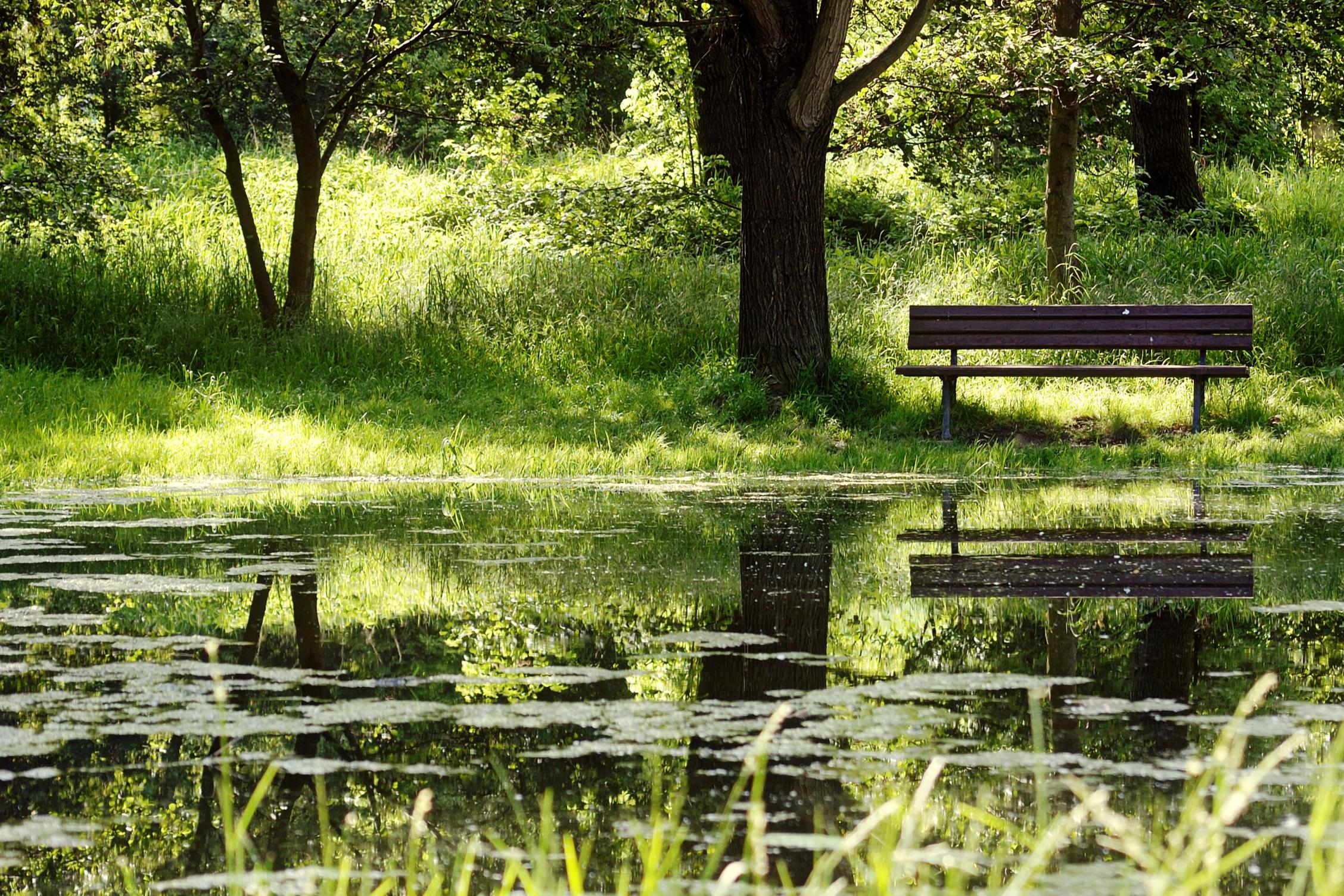 weiher mit wald