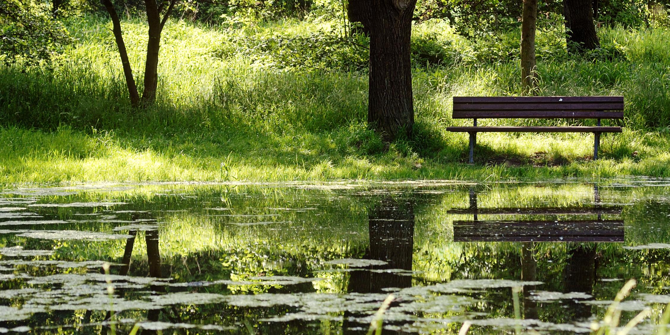 weiher mit wald